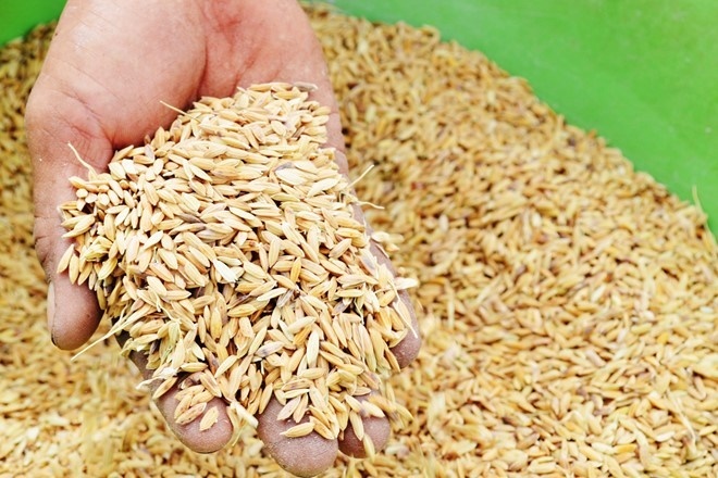 Xuất cấp 2.455 tấn hạt giống hỗ trợ Thừa Thiên Huế và Quảng Trị 
