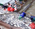 Xuất khẩu cá tra đạt hơn 960 triệu USD trong 4 tháng đầu năm