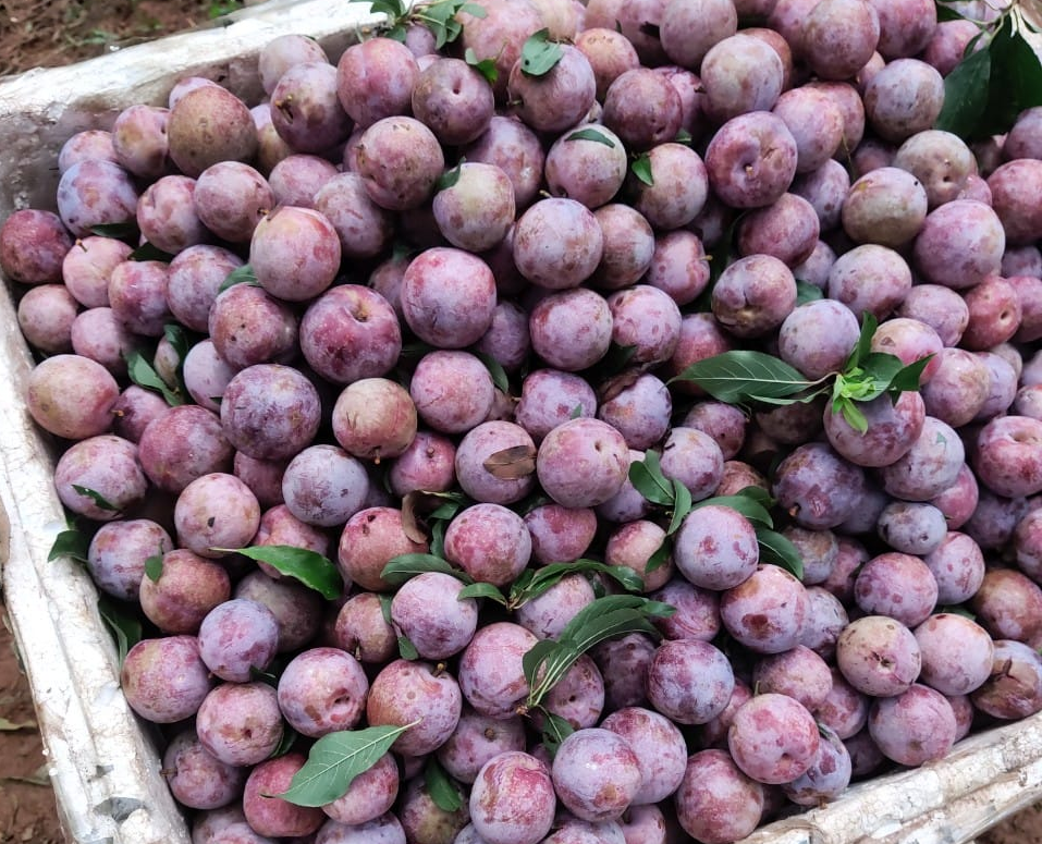 Mận Sơn La đắt hàng trên sàn thương mại điện tử Postmart