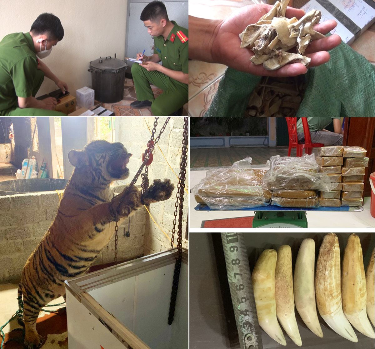 Mua hổ nặng 145 kg giá 130 triệu để xẻ thịt, nấu cao