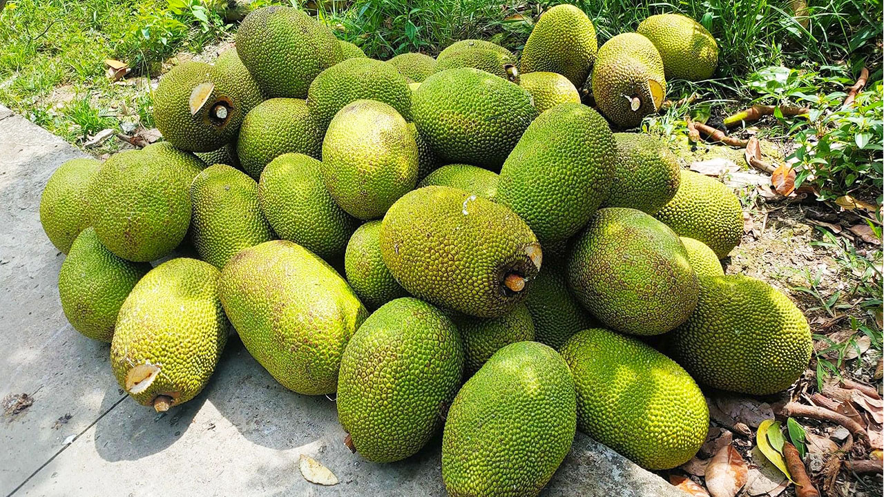 Mít Thái tại ĐBSCL rớt giá mạnh, người trồng thua lỗ nặng