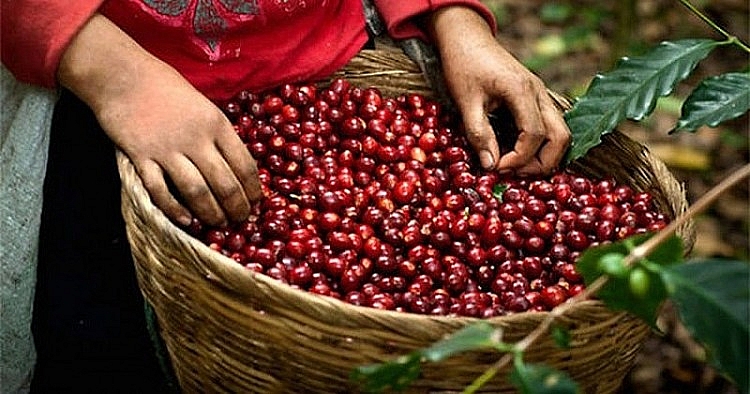 Giá cà phê Arabica có thể được điều chỉnh do tâm lý chốt lời