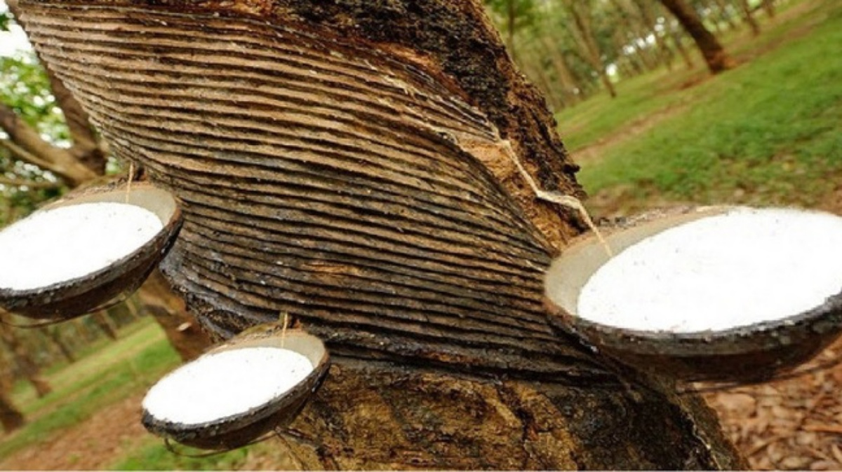 Giá cao su ngày 46 Tiếp tục xu hướng tăng