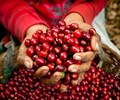 Giá cà phê hôm nay 11/6 Giá cà phê arabica quay đầu giảm mạnh 
