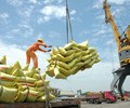 Xuất khẩu gạo có thể lạc quan hơn trong thời gian tới