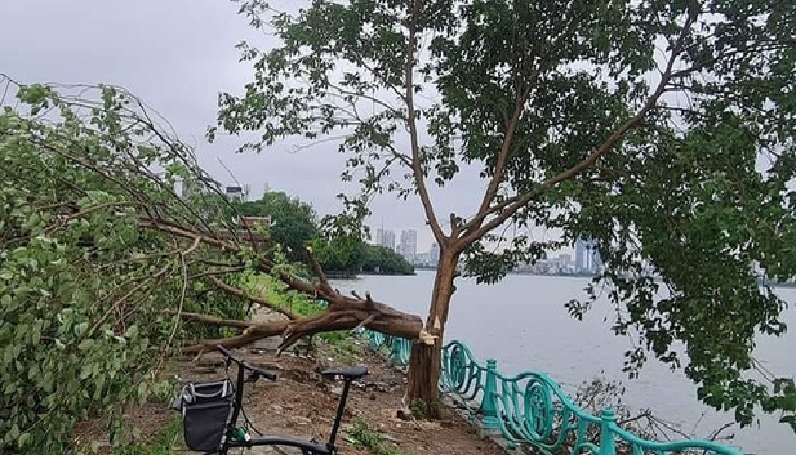 Công an Hà Nội truy tìm kẻ người chặt cây cô đơn nổi tiếng tại hồ Tây