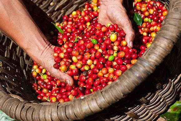 Giá cà phê hôm nay 166 Cả robusta và arabia đồng loạt tăng giá