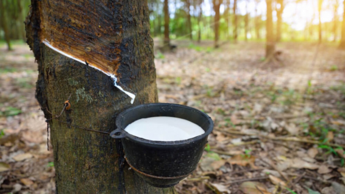 Giá cao su ngày 166 Lo ngại lạm phát giá cao su quay đầu giảm