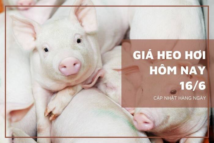 Giá heo hơi hôm nay 166 Biến động trái chiều tại khu vực phía Nam