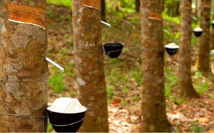Giá cao su 1706 Thị trường thế giới đồng loạt giảm 