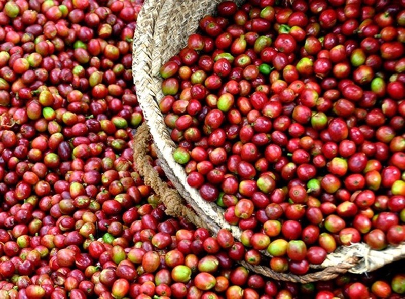 Giá cà phê hôm nay 206 Thị trường có xu hướng tăng trở lại