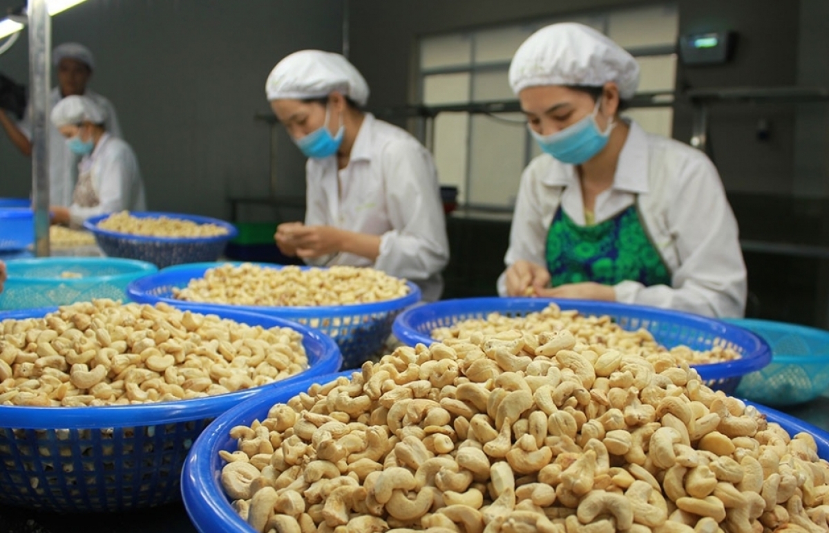 Toàn bộ 100 container hạt điều nghi bị lừa đảo tại Ý đã lấy lại được quyền sở hữu