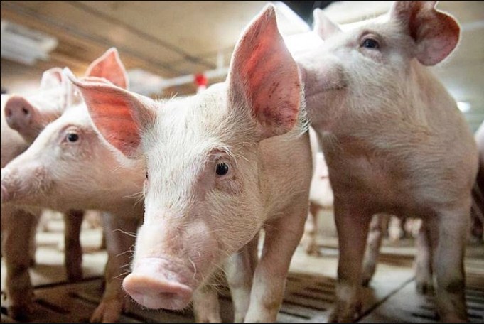 Giá heo hơi hôm nay 216 Ba miền tiếp tục đi ngang