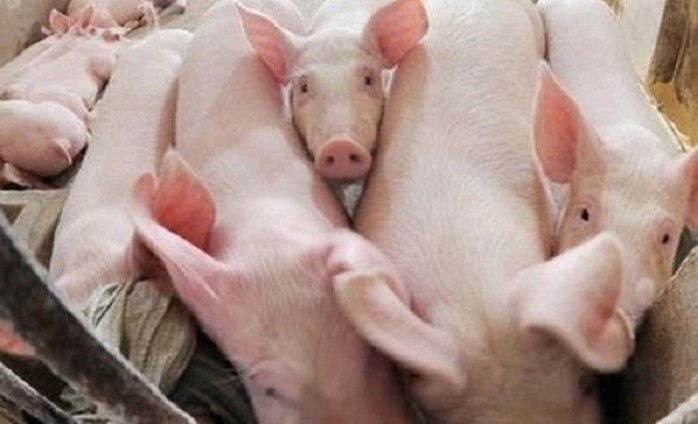 Giá heo hơi hôm nay 87 Tăng rải rác tại các tỉnh thành trên cả nước