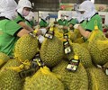 Sầu riêng Việt chính thức xuất khẩu chính ngạch sang Trung Quốc 