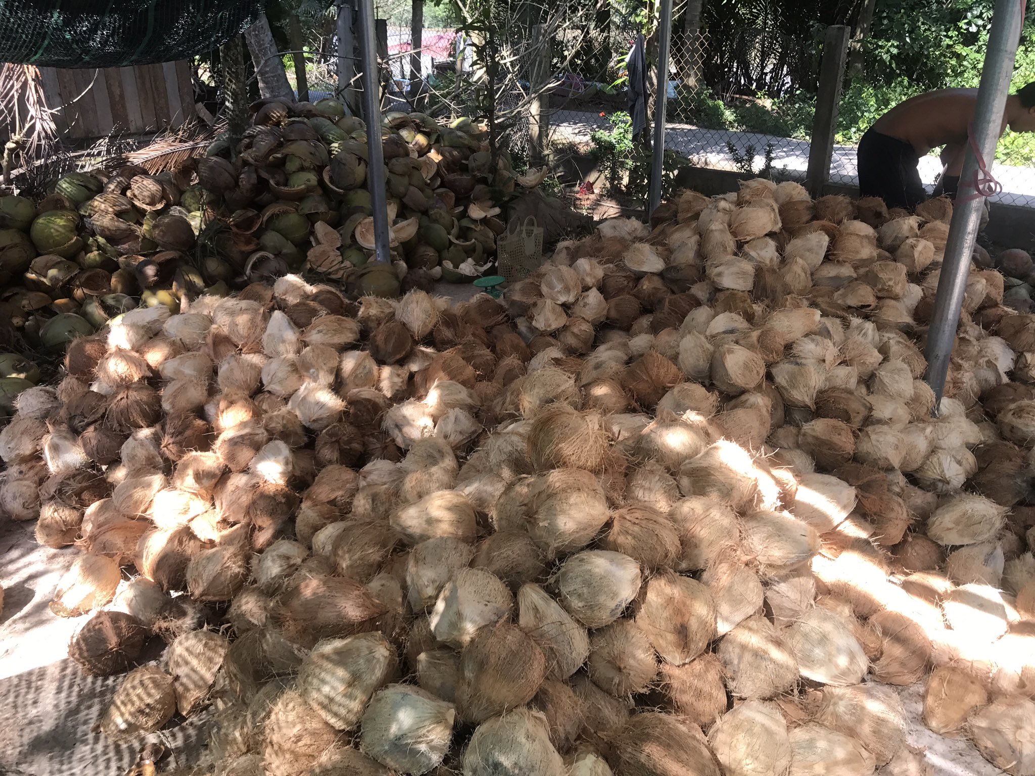 Trung Quốc thắt nguồn cung, dừa khô Bến Tre rớt giá thê thảm, rẻ hơn cốc trà đá