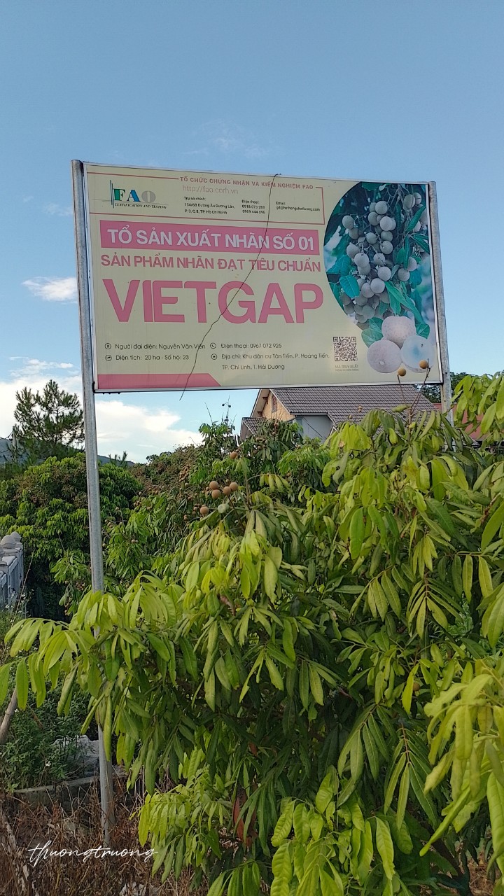 Nhãn thương hiệu Chí Linh sẵn sàng cho Lễ hội mở vườn thu hoạch xuất khẩu