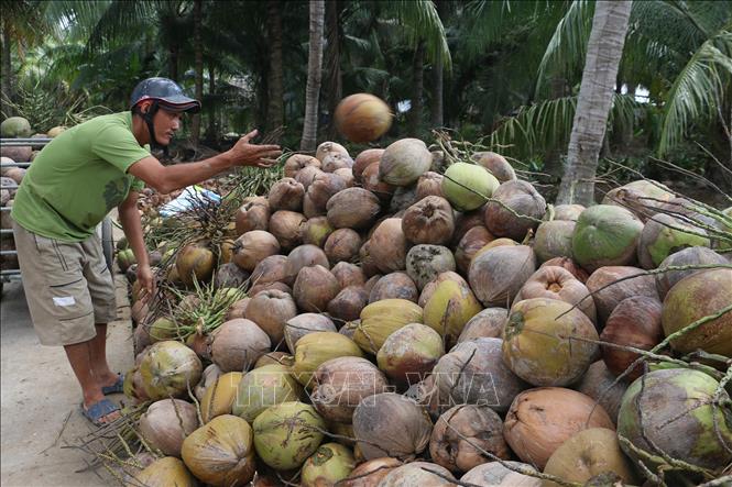 Vì sao giá dừa Bến Tre rớt thảm