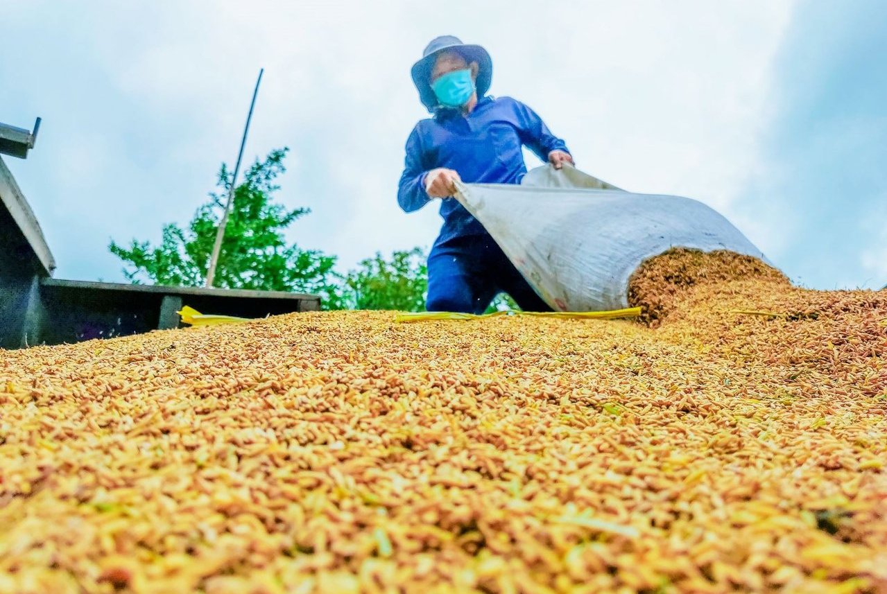 Giá gạo xuất khẩu của Việt Nam giảm nhẹ trong tuần qua