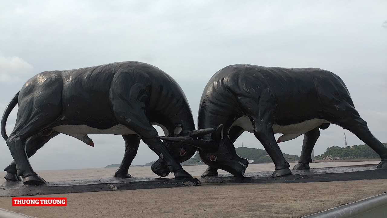 Hải Phòng Tổ chức Lễ hội chọi Trâu truyền thống Đồ Sơn sau 2 năm tạm ngừng do dịch Covid-19