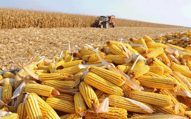 Thị trường hàng hóa 276 Nông sản nối dài đà hồi phục mạnh