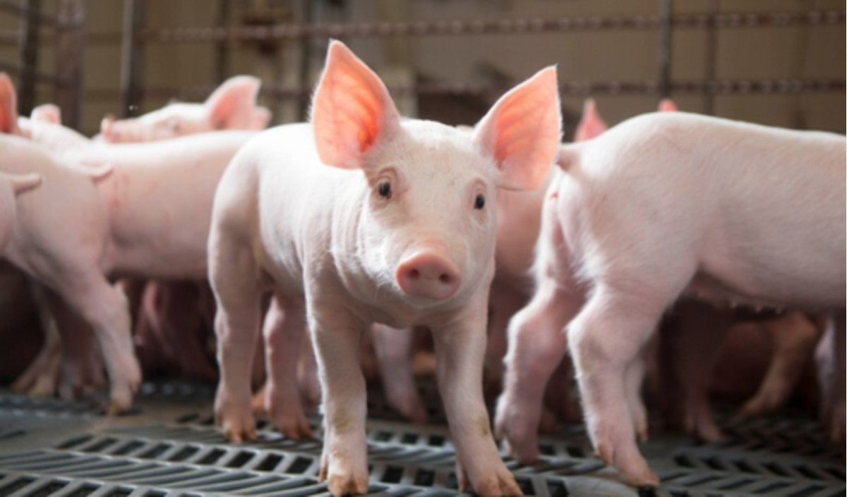 Giá heo hơi có thể chạm mức 80.000 đồngkg trong quý III2022