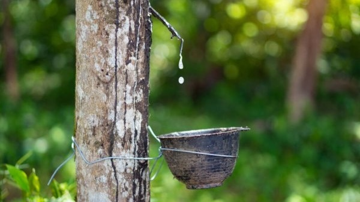 Giá cao su hôm nay 38 Nguồn cung khan hiếm thị trường lao dốc