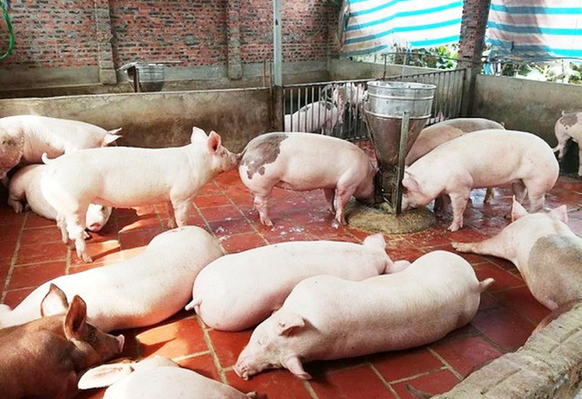 Giá heo hơi hôm nay 58 Không có nhiều biến động tại các tỉnh thành