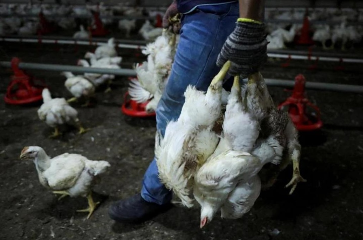 Malysia cho phép xuất khẩu thịt gà trở lại vào ngày 318 tới đây