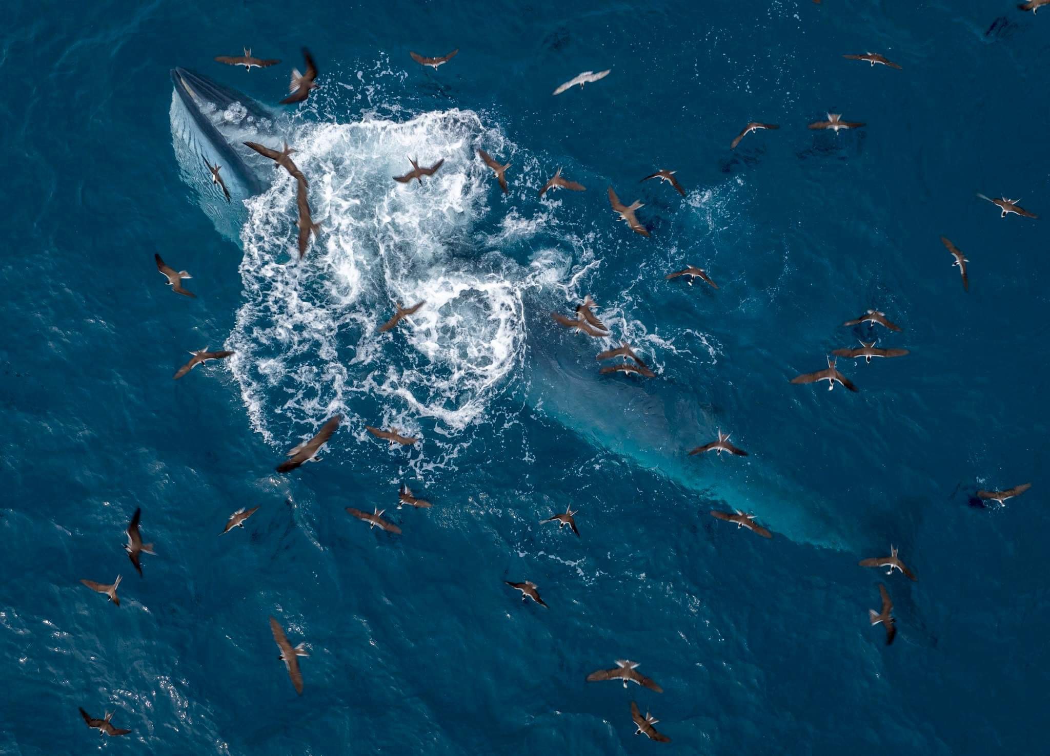 Cá voi xuất hiện nhiều ngày trên vùng biển Bình Định, nhà khoa học nói gì