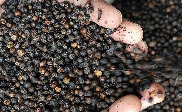 Giá tiêu hôm nay 198 Giá tiêu nội địa đang chững lại