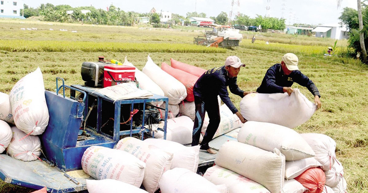 Phân khúc gạo thơm còn nhiều dư địa tăng sản lượng, giá trị xuất khẩu