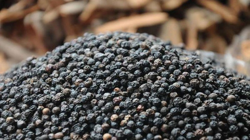 Giá tiêu hôm nay 228 Giảm nhẹ tại các vùng trồng trọng điểm