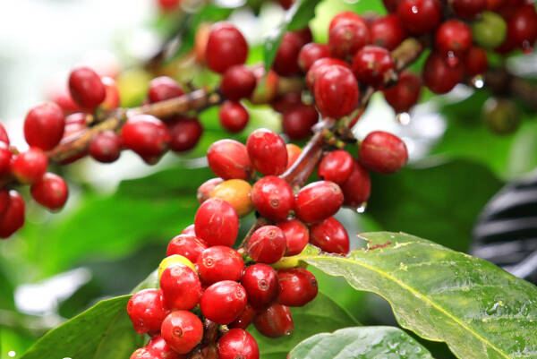 Giá cà phê hôm nay 238 Cà phê trong nước dao động từ 48.100 - 48.600 đồngkg