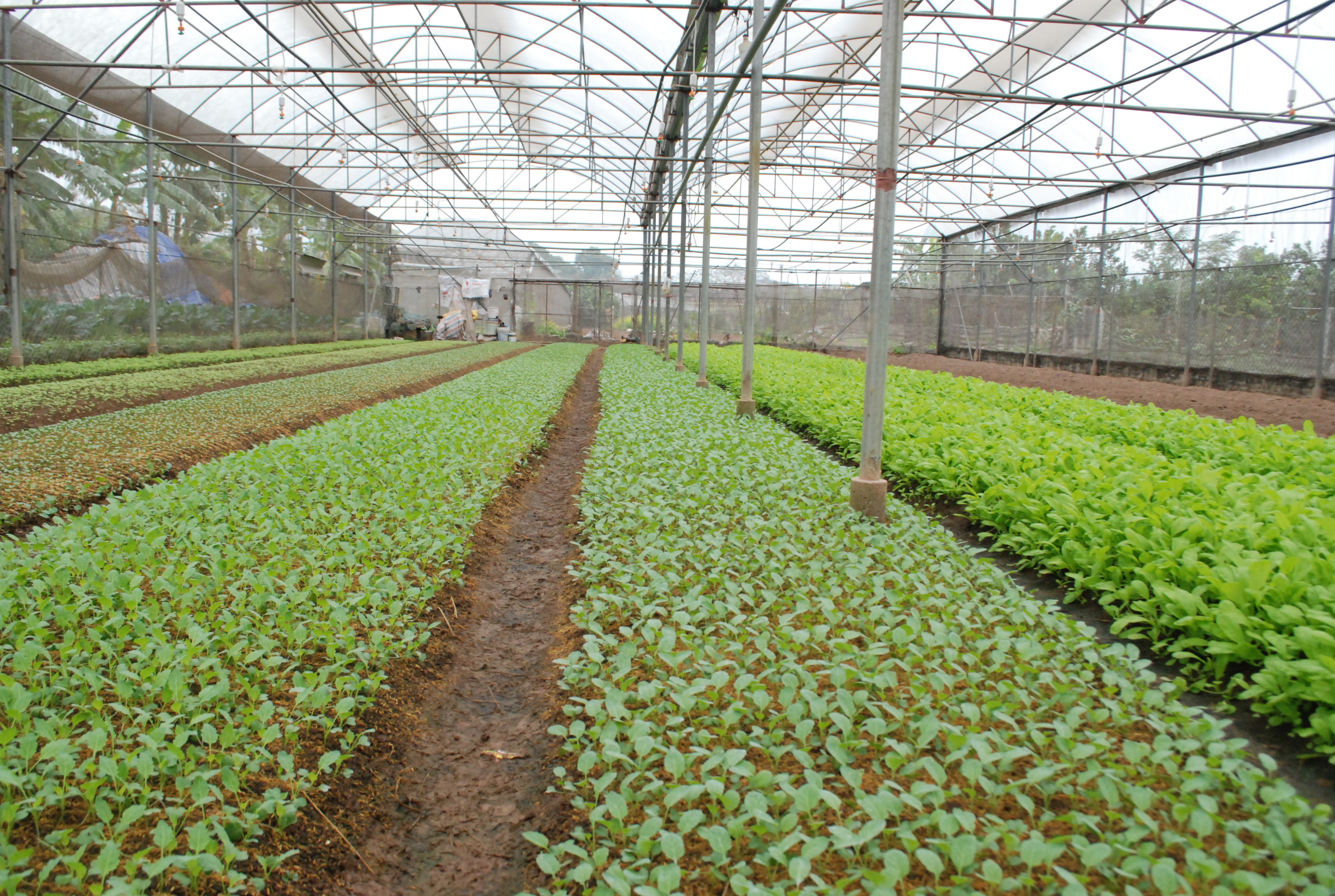 Đề xuất nhiều chính sách ưu đãi, hỗ trợ đối với kinh tế trang trại