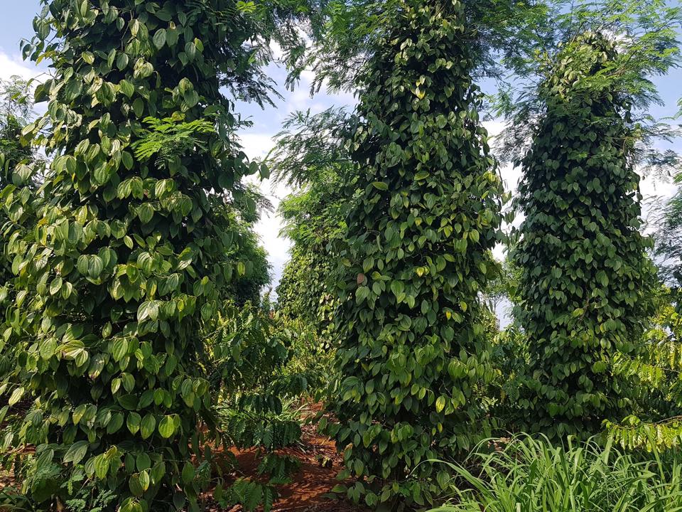 Giá tiêu hôm nay 288 Duy trì ổn định tại các vùng trồng trọng điểm