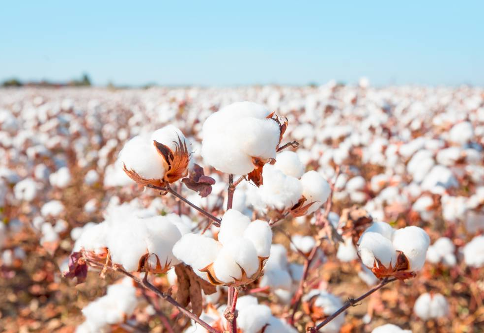 Thị trường hàng hóa tuần qua Sắc xanh hoàn toàn chiếm ưu thế trên bảng giá hàng hoá 