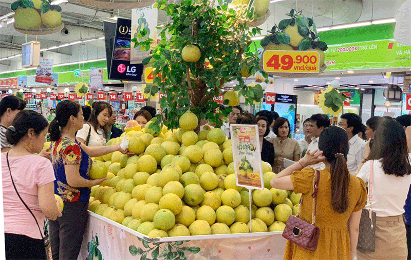 Mở rộng kênh phân phối cho đặc sản Bưởi Phúc Trạch