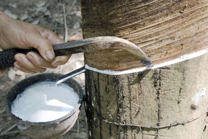 Giá cao su hôm nay 19 Giảm hơn 2% trên sàn Nhật Bản