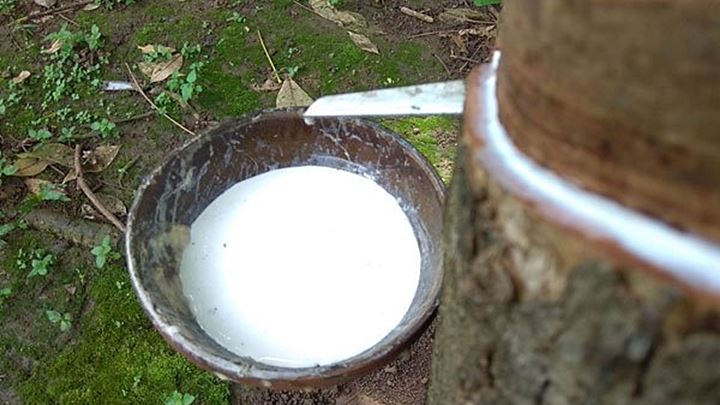 Giá cao su hôm nay (29) Hai sàn tiếp tục giảm hơn 1%