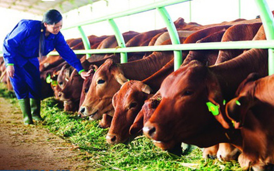 Quy định về chính sách đầu tư hỗ trợ nâng cao hiệu quả chăn nuôi