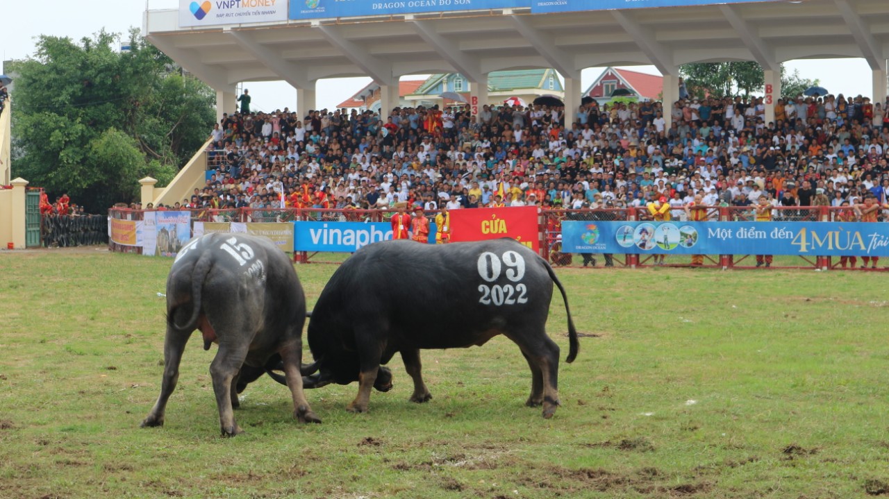 Hải Phòng Quận Đồ Sơn lên tiếng sau khi trâu chọi bị nghi ngờ tiêm chất kích thích