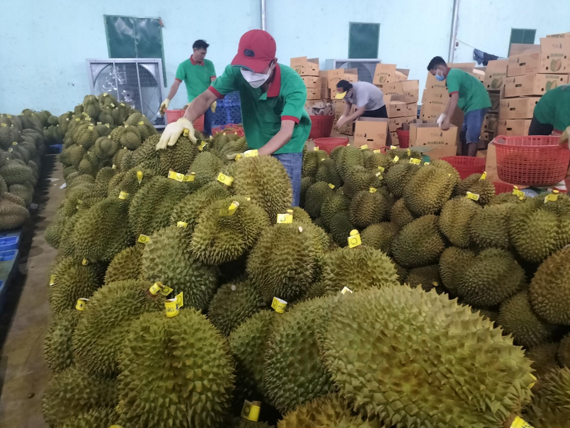 Hôm nay (179), lô sầu riêng chính ngạch đầu tiên sẽ lên đường sang Trung Quốc