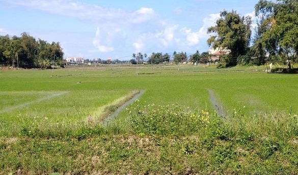 Quảng Nam Thu hồi đất Khu du lịch sinh thái Miền Chim Ngói của Công ty Mùa Vàng