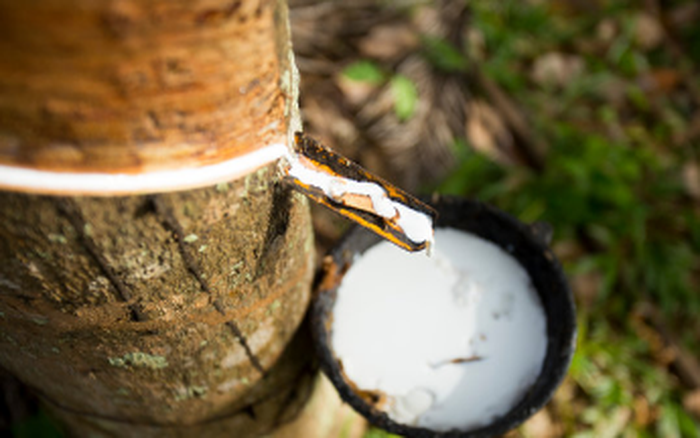 Giá cao su hôm nay 209 Cao su kỳ hạn tăng