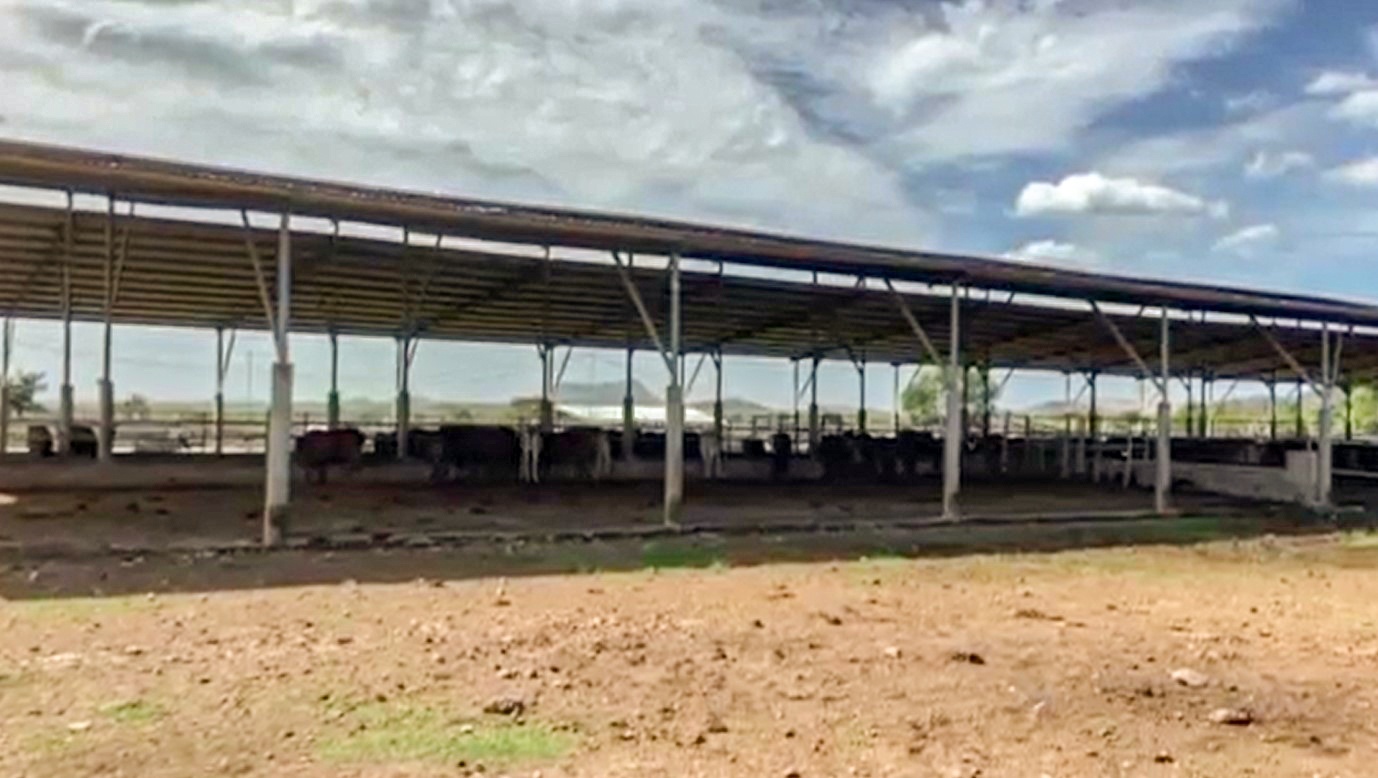 Bình Thuận Thu hồi dự án chăn nuôi bỏ sữa gần 3.000 tỷ của Công ty CP sữa Thông Thuận