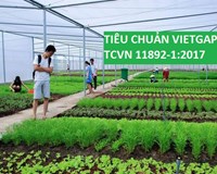 Yêu cầu làm rõ việc rau VietGAP rởm vào siêu thị 
