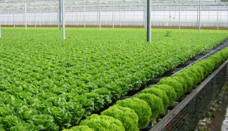  Lâm Đồng Siết chặt quản lý nguồn gốc nông sản sau vụ rau VietGAP “rởm” vào siêu thị