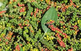 Giá tiêu hôm nay 279 Giảm tại các vùng trồng trọng điểm