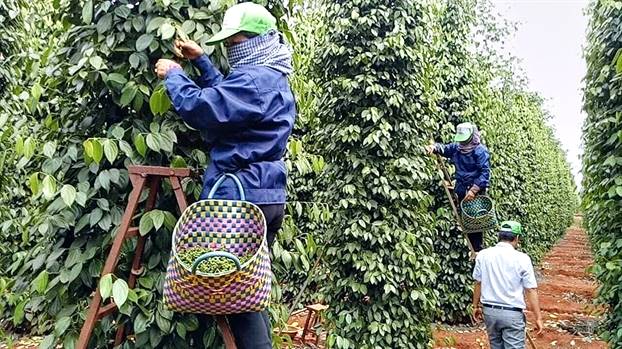 Giá tiêu hôm nay 289 Thị trường trong nước đi ngang sau phiên điều chỉnh giảm